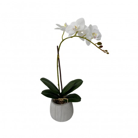ORQUÍDEA C/ VASO, SORTIDO 3