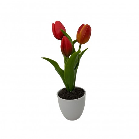 TULIPA C/ VASO, SORTIDO 3