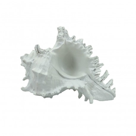 CONCHA MARINHA P